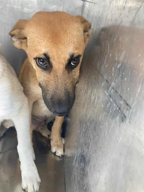 A baby large-sized male Mixed Breed dog named Kirk for adoption in Dallas, TX