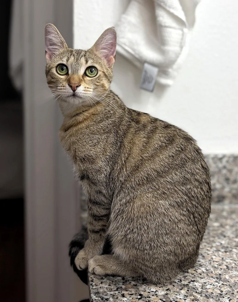 A baby medium-sized female Domestic Short Hair cat named Fifi for adoption in Lighthouse Point, FL