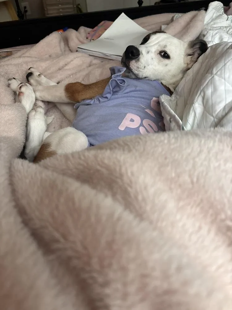 A baby large-sized female Tricolor (Brown, Black, & White) Labrador Retriever dog named Paisley for adoption in Chattanooga, TN