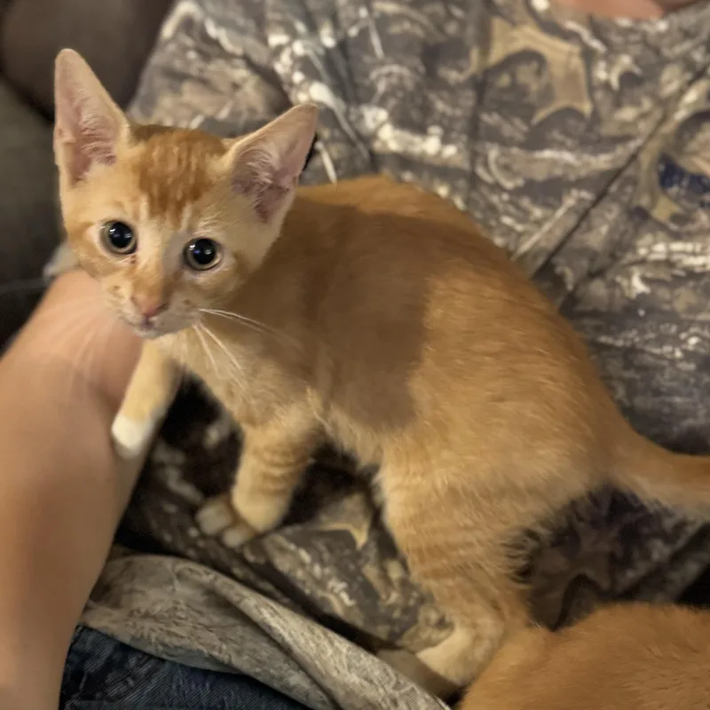 A baby small-sized male Orange / Red Domestic Short Hair cat named Jack for adoption in Crosby, TX