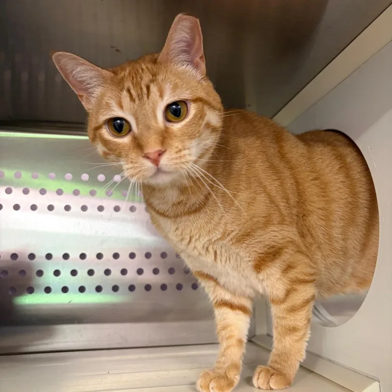 An adult small-sized female Orange / Red Domestic Short Hair cat named Sasha for adoption in Ashtabula, OH