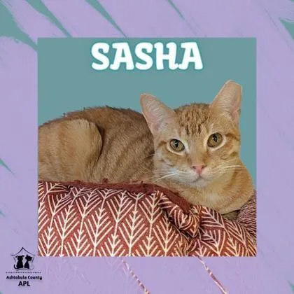 Sasha thumbnail 4