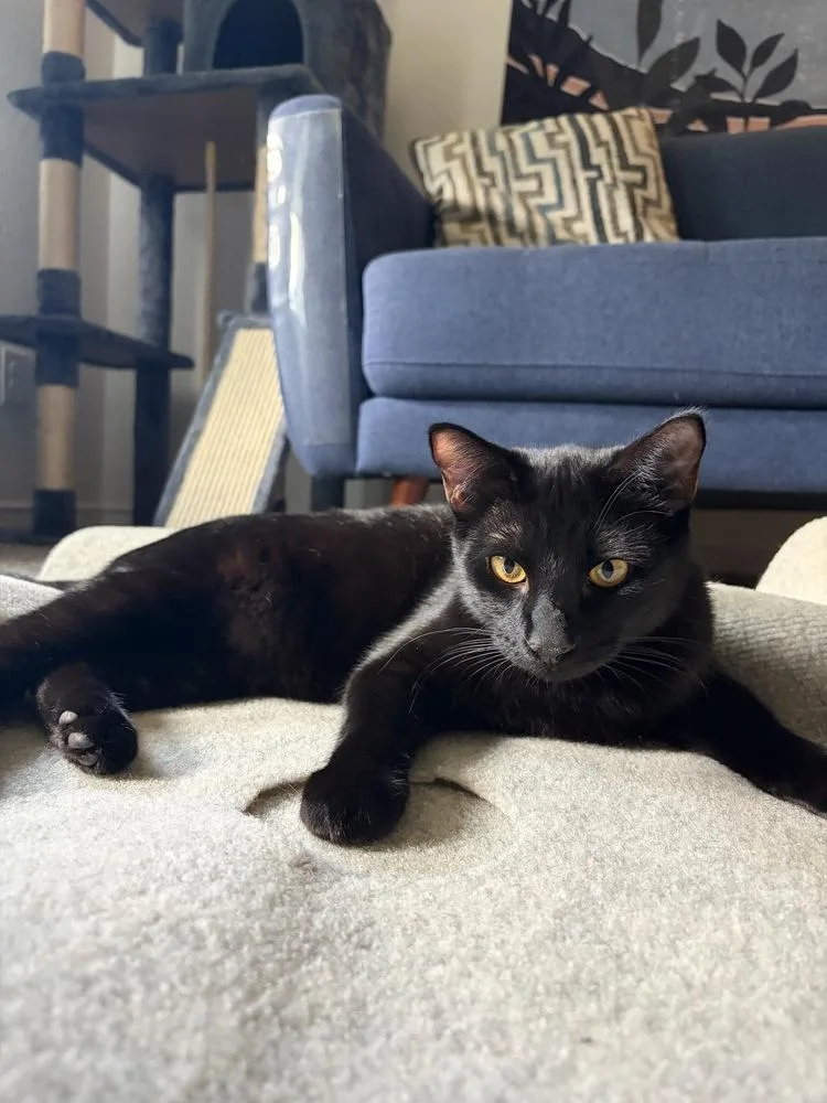 A baby medium-sized male Domestic Short Hair cat named Puma for adoption in Dallas, TX