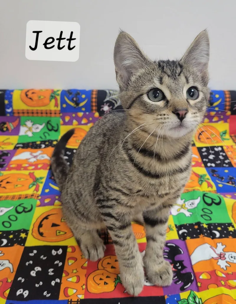 A baby medium-sized male Domestic Short Hair cat named Jett for adoption in LaPlace, LA