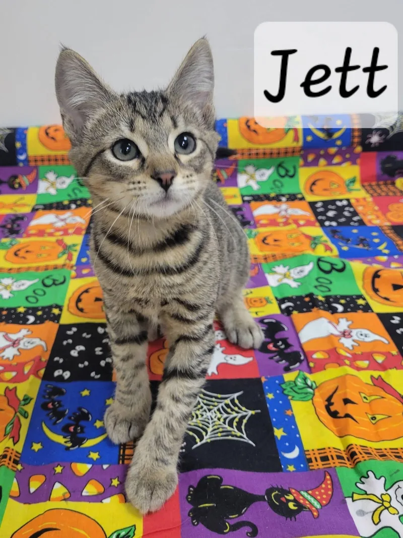 Jett thumbnail 2