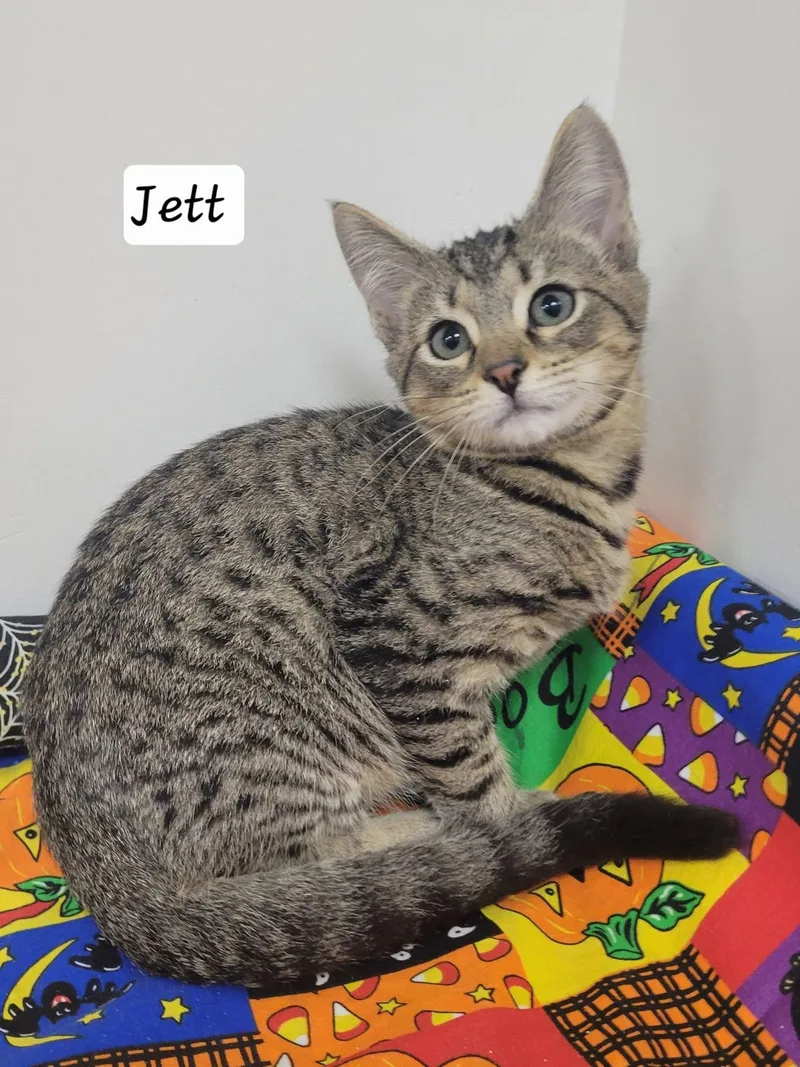Jett thumbnail 3
