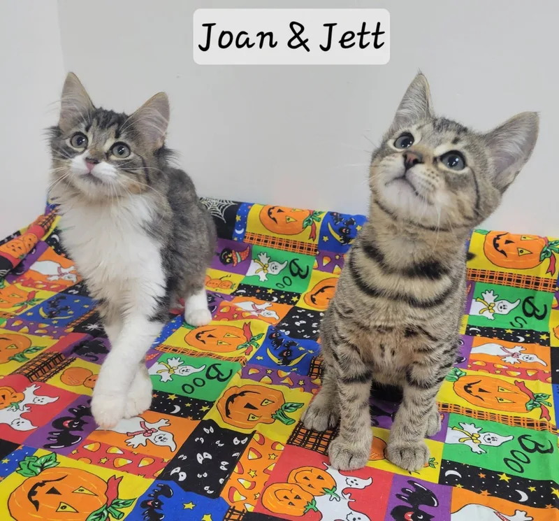Jett thumbnail 4
