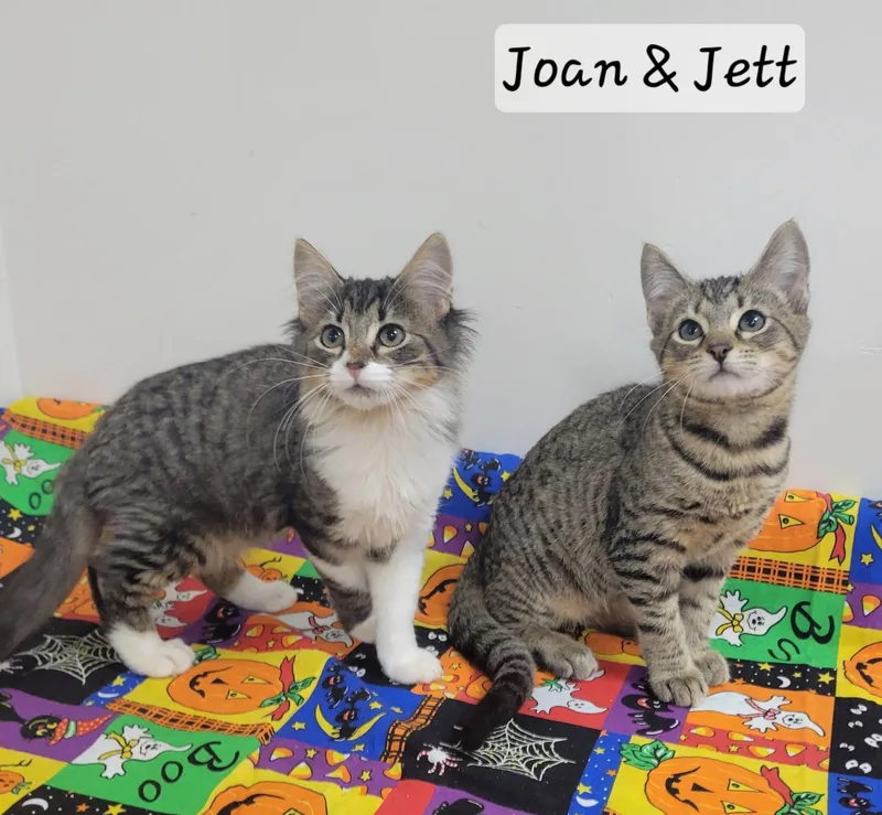 Jett thumbnail 5