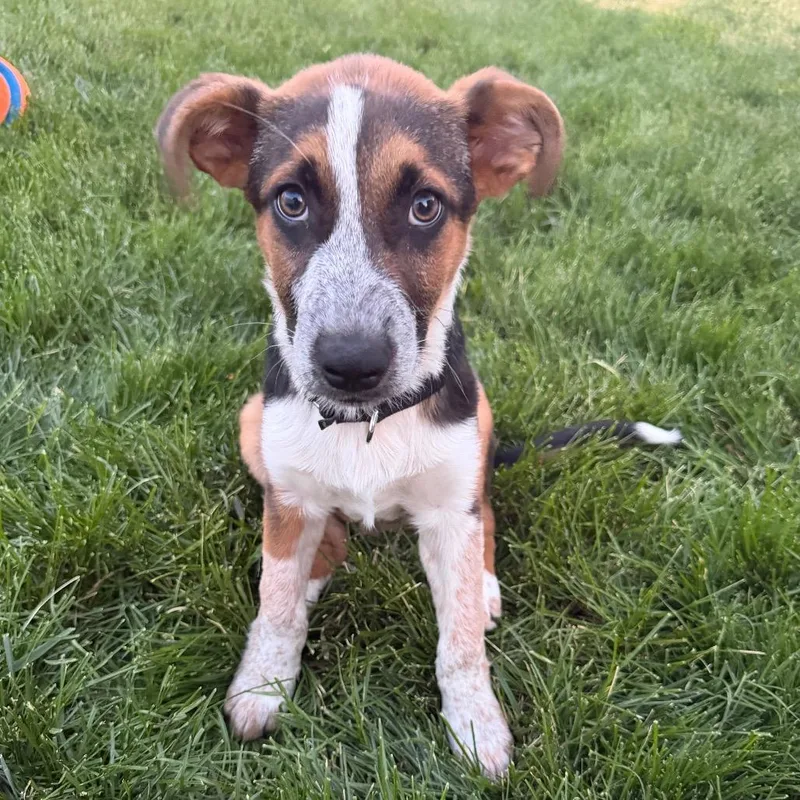 A baby small-sized male Brown / Chocolate Australian Shepherd dog named Denman for adoption in Staten Island, NY