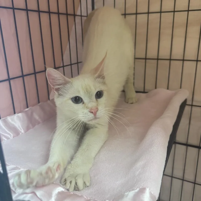 A young medium-sized female Flame Point Domestic Short Hair cat named Mary Jane for adoption in Enid, OK