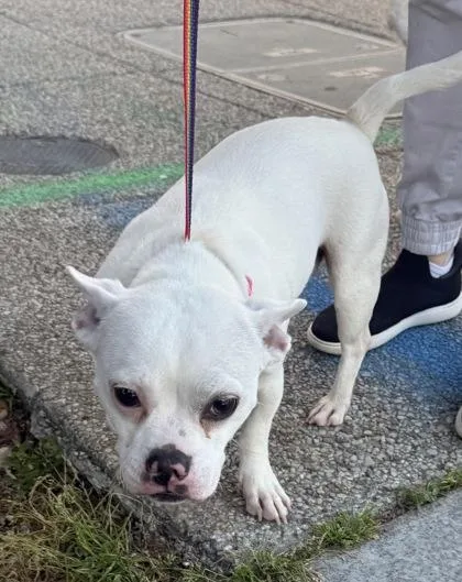 An adult small-sized female Terrier dog named Willoma for adoption in West Chester, PA