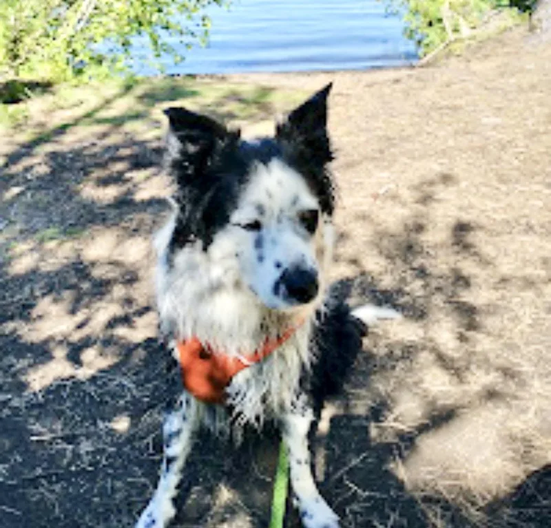 An adult medium-sized female Black Australian Shepherd dog named Tilly for adoption in Austin, TX