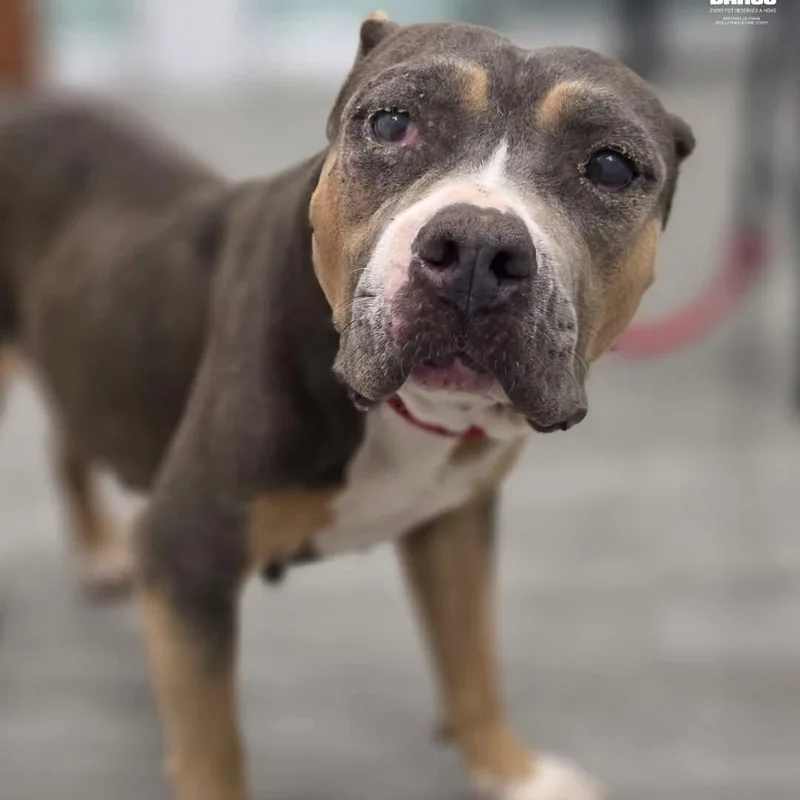 A senior medium-sized female Staffordshire Bull Terrier dog named Stevie for adoption in PLAINFIELD, CT