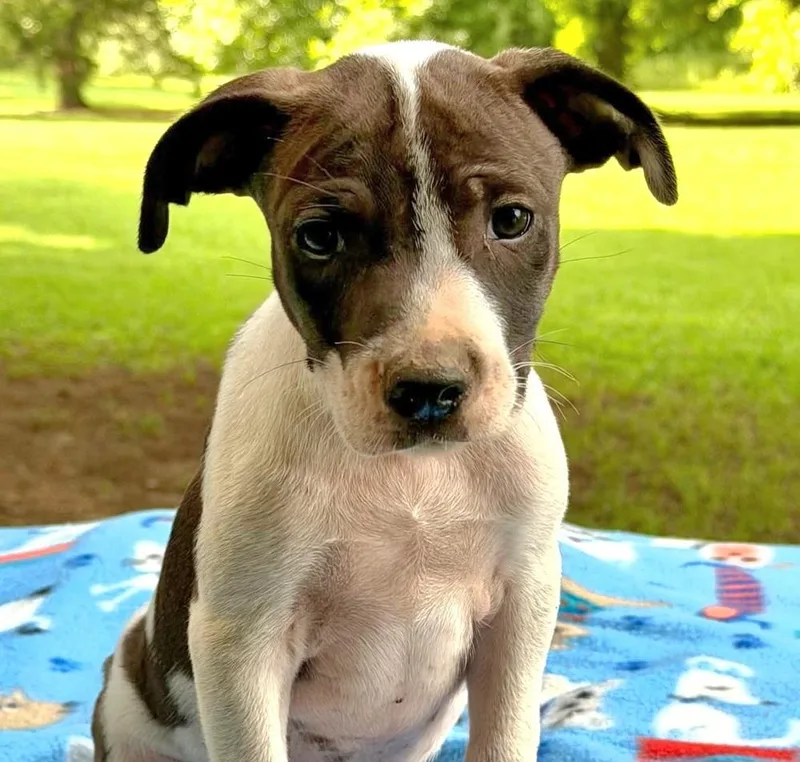 A baby medium-sized male Tricolor (Brown, Black, & White) Mixed Breed dog named Old Dan for adoption in Groveland, MA