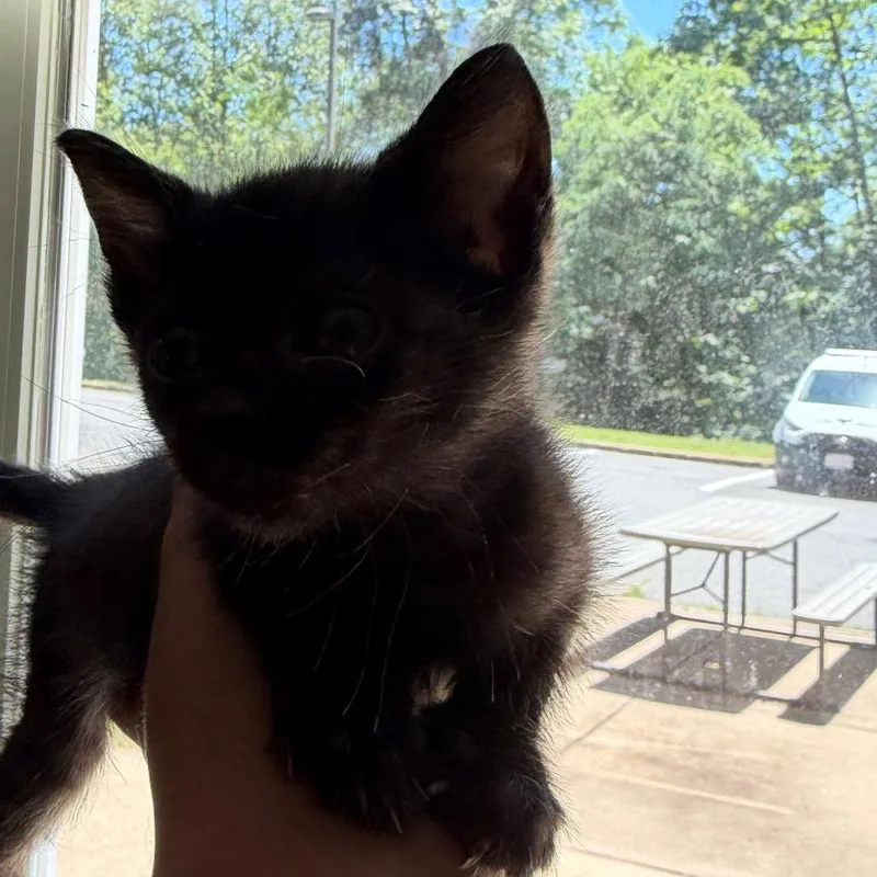 A baby small-sized female Black Domestic Short Hair cat named Canoodle for adoption in Charlottesville, VA