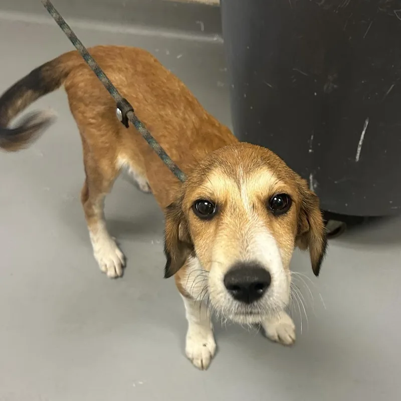 A baby small-sized male Brown / Chocolate Mixed Breed dog named Maid Marian for adoption in Asheville, NC