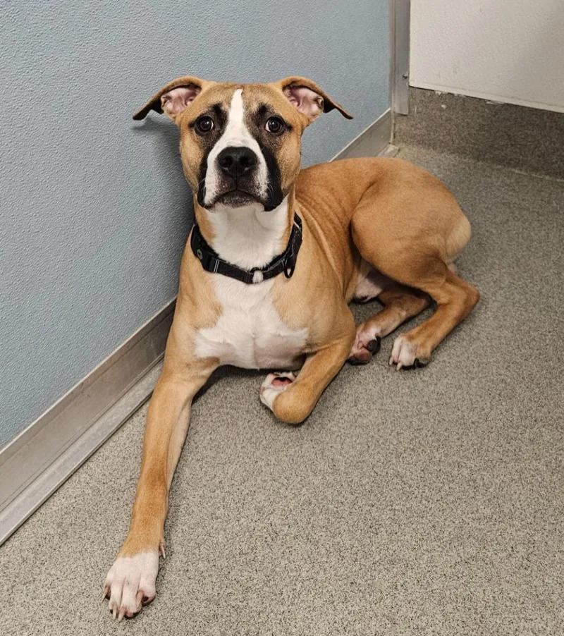 A young medium-sized male Pit Bull Terrier dog named Wolfgang for adoption in Bloomington, IN