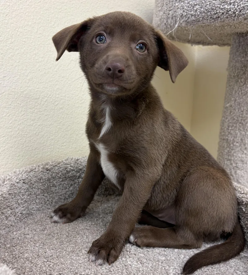 A baby medium-sized female Brown / Chocolate Labrador Retriever dog named Lindy for adoption in Kerrville, TX