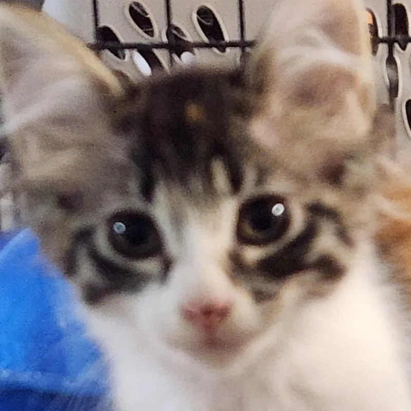 A baby small-sized female Calico Domestic Long Hair cat named Faith K for adoption in Corsicana, TX