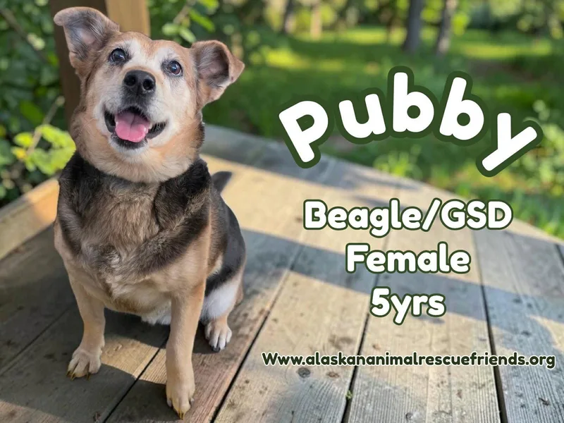 An adult medium-sized female Beagle dog named Pubby for adoption in Anchorage, AK