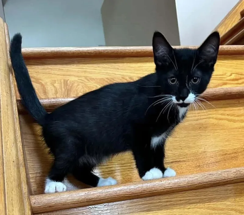 A baby medium-sized male Black & White / Tuxedo Domestic Short Hair cat named Licorice for adoption in Breinigsville, PA