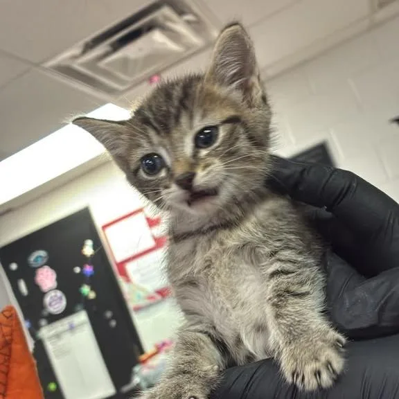 A baby small-sized female Domestic Short Hair cat named Kady for adoption in Gadsden, AL