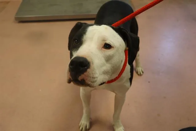 An adult medium-sized female Mixed Breed dog named Luna for adoption in Columbia, SC