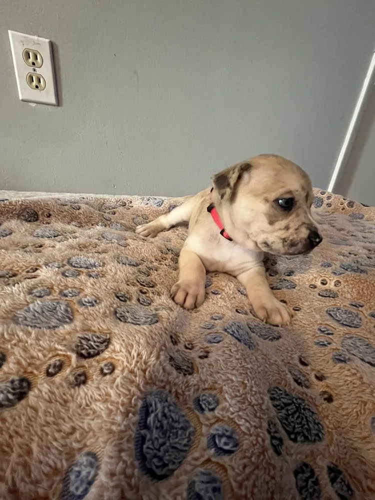 A baby small-sized male Tricolor (Brown, Black, & White) American Bulldog dog named Snickerdoodle  Lola Mae for adoption in Lakeland, FL
