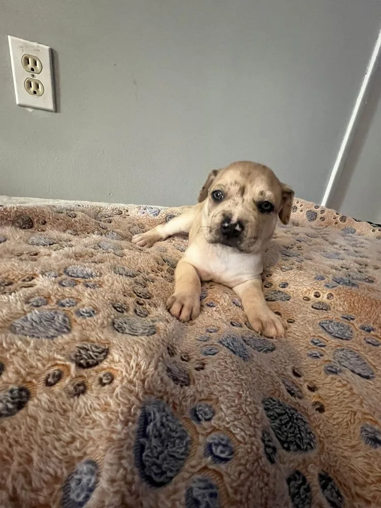 Snickerdoodle  Lola Mae thumbnail 2