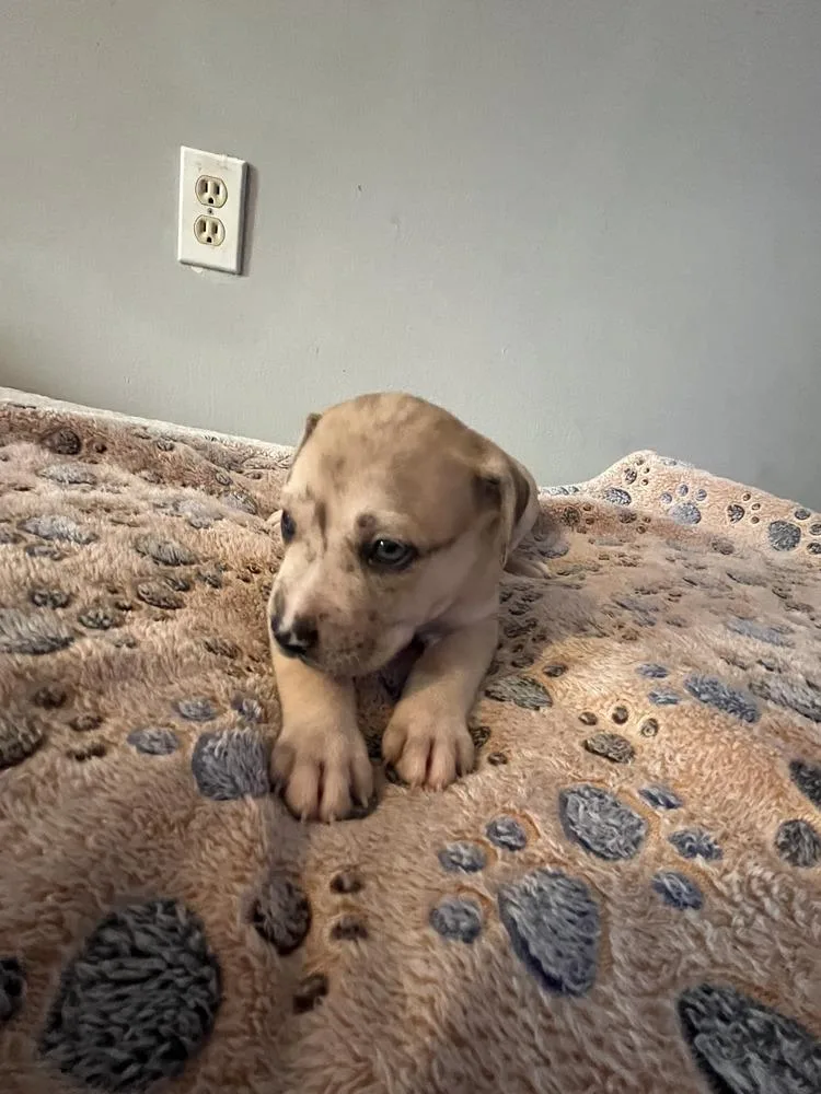Snickerdoodle  Lola Mae thumbnail 3