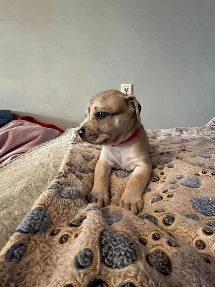 Snickerdoodle  Lola Mae thumbnail 4