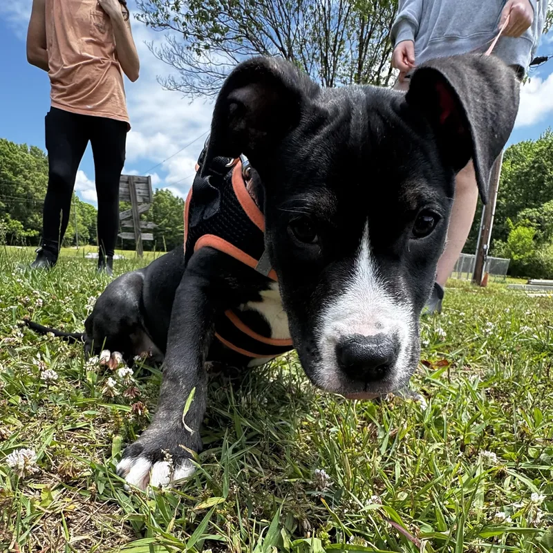A baby medium-sized female American Staffordshire Terrier dog named Sweetheart for adoption in Lancaster, SC