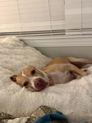 An adult large-sized female Mixed Breed dog named Tasha for adoption in Atlanta, GA