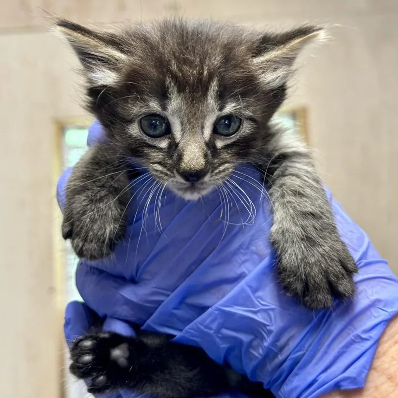 A baby small-sized male Torbie Domestic Short Hair cat named Sir Pounce for adoption in Lucedale, MS