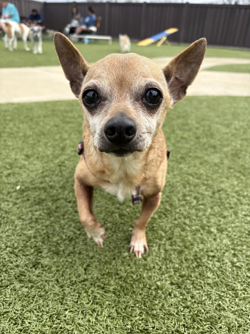A senior small-sized female Brown / Chocolate Chihuahua dog named Ethel Mae for adoption in Mount Juliet, TN