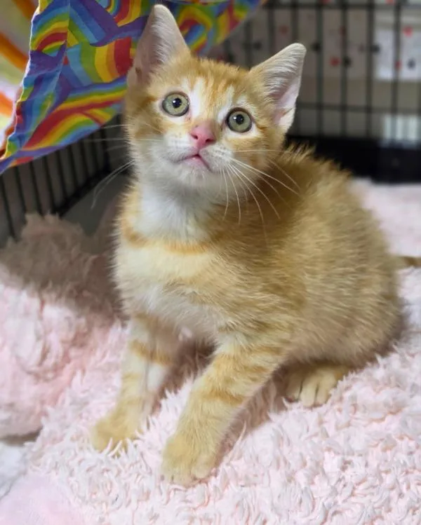 A baby small-sized male Domestic Short Hair cat named Erling for adoption in Novato, CA