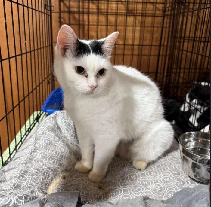 A senior medium-sized female Black Domestic Medium Hair cat named Helga Ac  Sweetest for adoption in New York, NY