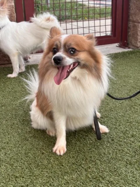 A young small-sized male Pomeranian dog named Ace for adoption in Derwood, MD