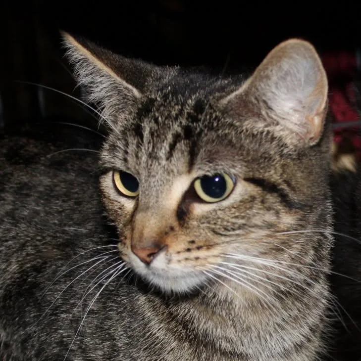 An adult large-sized female Tabby cat named Lucky for adoption in Billings, MT