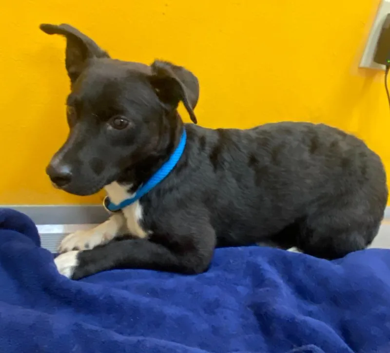 A baby medium-sized female Corgi dog named Alex for adoption in Bryant, AR