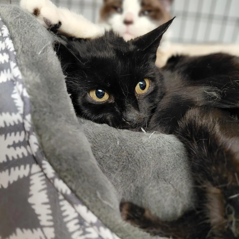 An adult medium-sized female Black Domestic Short Hair cat named Lulu And Crumble for adoption in Littleton, NH