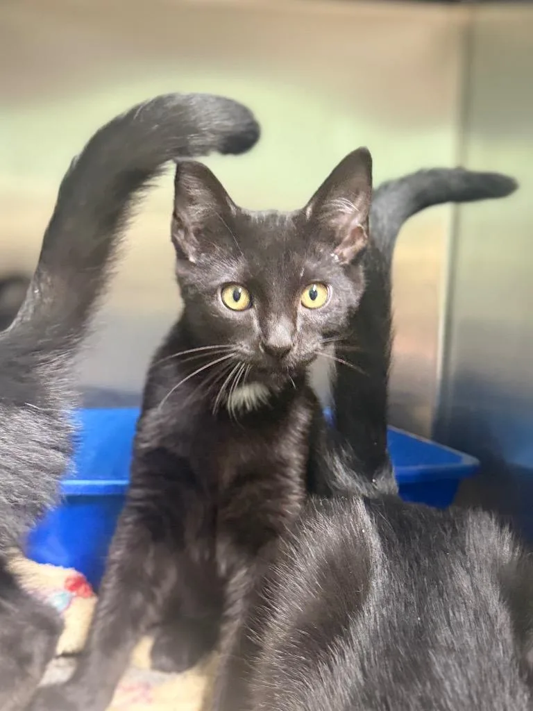 A baby medium-sized male Domestic Short Hair cat named Eros for adoption in Waverly, TN