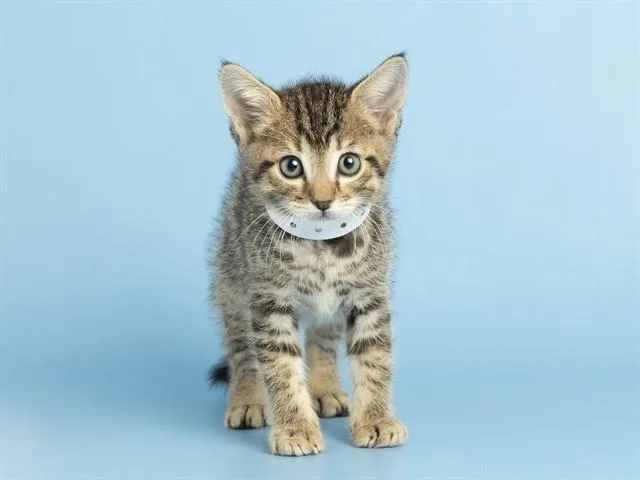 A baby small-sized male Domestic Short Hair cat named Toby for adoption in Phoenix, AZ