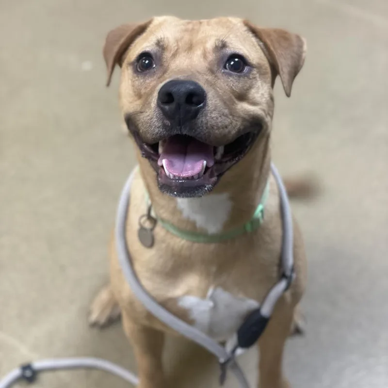 A young medium-sized female Yellow / Tan / Blond / Fawn Pit Bull Terrier dog named Autumn for adoption in Riverside, CA