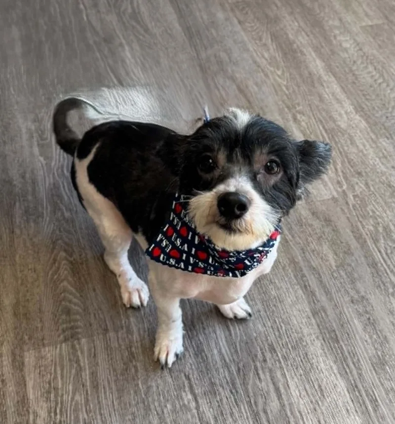 An adult small-sized male Black Havanese dog named Wiggles for adoption in Creston, IA