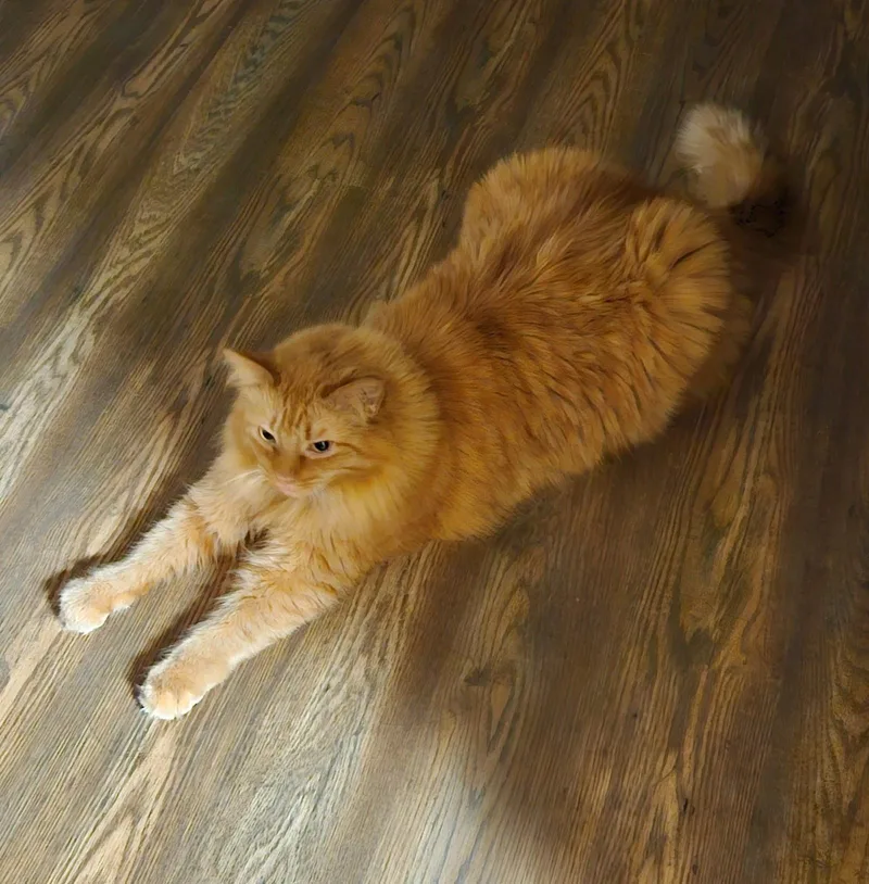 An adult large-sized male Domestic Long Hair cat named Stanley for adoption in Winchester, TN