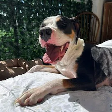 A young medium-sized female White / Cream Mixed Breed dog named Lola for adoption in Murray, UT