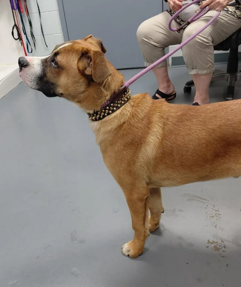 A baby medium-sized male Labrador Retriever dog named Lars for adoption in South Bend, IN