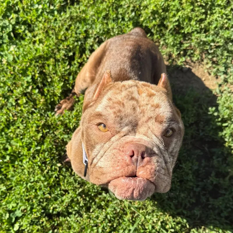 An adult medium-sized female Brown / Chocolate American Bully dog named Diva for adoption in Huber Heights, OH
