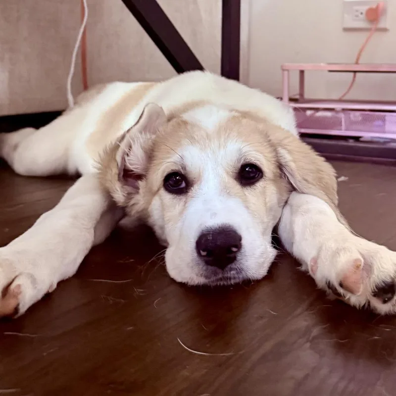 A baby medium-sized female White / Cream Great Pyrenees dog named Baby Spice for adoption in South Elgin, IL